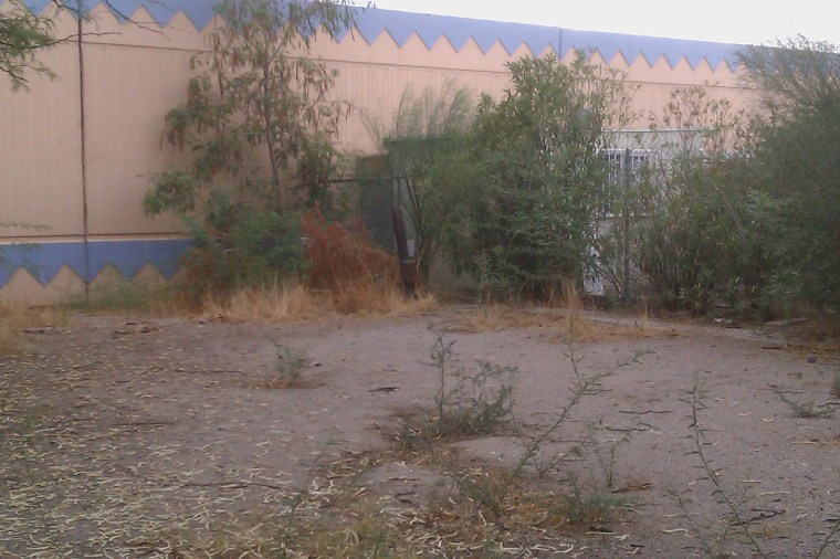 The fruits of my labor, or lack thereof, in my Tucson yard.