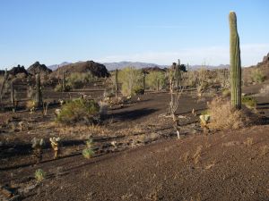 Scant rainfall and young soil is somehow enough to support these plants.