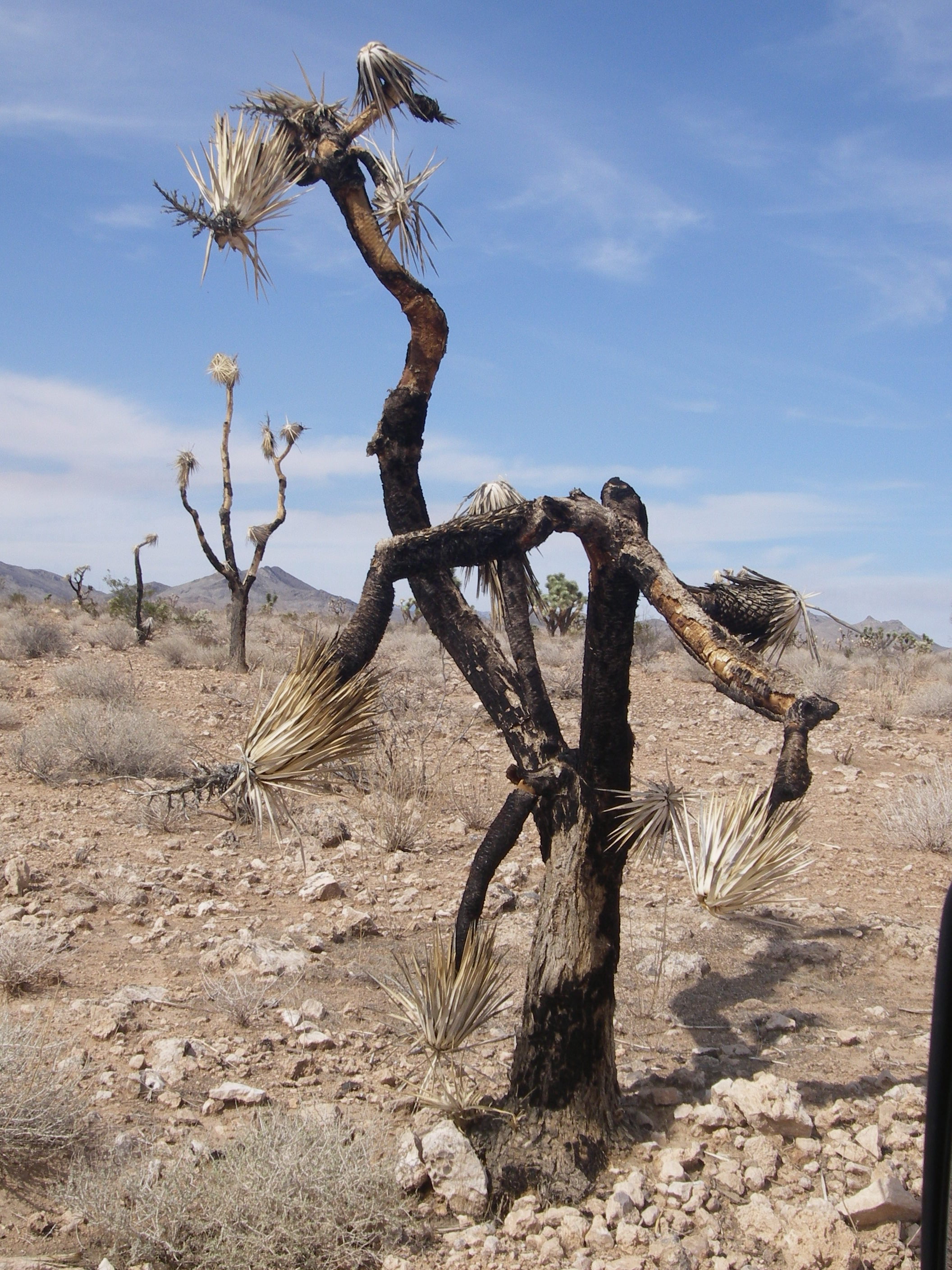 Mammals among the Joshua Trees – Biologist. Explorer. Storyteller.