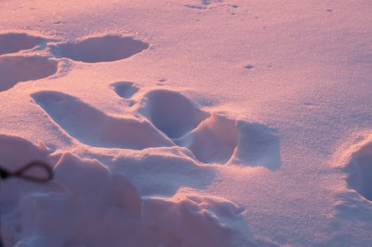 Everyone in Tucson seems to want to play in the snow! Tracking animals is much easier in snow, especially at certain times of day.