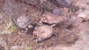 The victor standing over his vanquished foe.