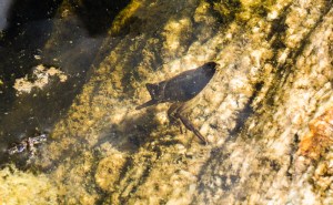 The other fourth (?) instar Lethocerus individual was still perched at the surface, rear end in the air to breathe, ready to pounce on whatever fell next into the tinaja. 