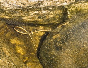 The victorious Lethocerus hauled its prey deeper and away from its conspecific competitor to feed.