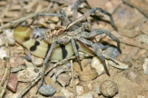 Coleonyx_feast_Sabino_Sep2013_Barker