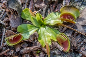 Winter senescence in a Venus fly trap.  Photo credit: Neill Prohaska