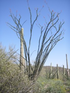"What is that?" I remember thinking when I first visited Arizona.