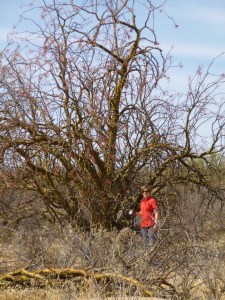 Photo by Dr. Alberto Burquez Montijo