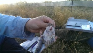 Sad little guy pooped on himself in the trap.