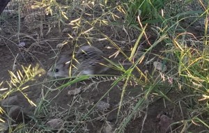 Racing quadrepedally through the grass.