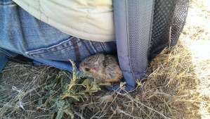 It was still cold enough that this Merriam's kangaroo rat wanted to huddle next to a researcher to stay warm after being released.