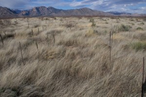 A lot of grass grew in the San Simon Valley following heavy late summer rains, providing substantial seed resources this winter.