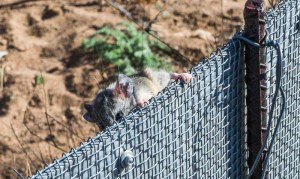 One last photo: a cactus mouse (Peromyscus eremicus) that was released and immediately climbed the fence supposed to keep the rodents larger than that out. Let's hope the kangaroo rats are less bold.