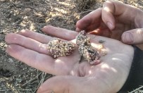 Kangaroo rat pups born in a trap overnight (they are covered with millet from being dumped out of the trap).