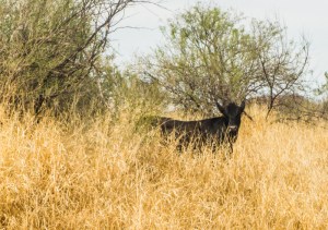A cow standing in a converted buffel grass pasture. I took this photo while visiting Alberto last year, near one of his study sites outside Hermosillo.