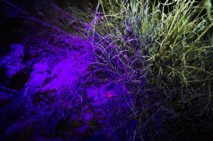 A cache of seeds fluorescing under a UV flashlight where they are hidden in a dense bunch of invasive grass.
