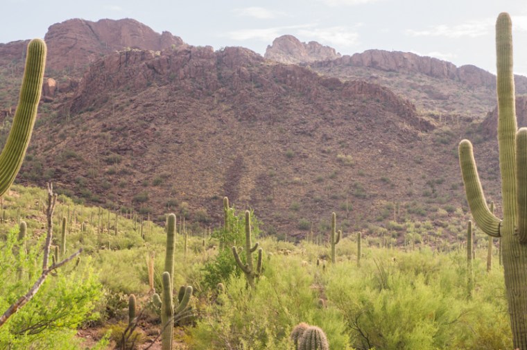 This is the kind of terrain I was in. Even though those hills look like they should draw lightning, the saguaros on the flat ground also do, it turns out.