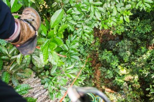 Looking down the rope I'm ascending into the forest below.